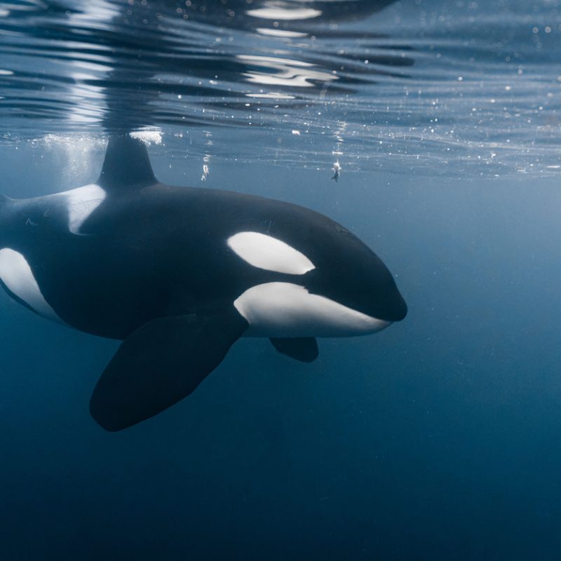 Young orca coming so close to me during his hunting